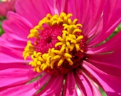Macro Flower Photo Art - Pink and Yellow Flower - Nature Photography File Download