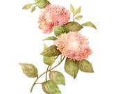 Hydrangea Floral Botanical Print Illustration Watercolor Garden Spring Home Decor Peach Green Handmade