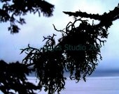 11x14 "Lake Superior Tree" Blue, black, framed wall hanging photograph