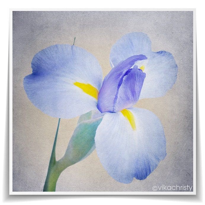Flower Photography,Still Life,Flower Wall Decor,Nature Photography,Botanical Fine  Art Print, 8x8 - Iris Flower