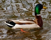 8x10 nature duck photography, photo, bird, water, country, Ohio, Columbus, Franklin Park, spring, mallard
