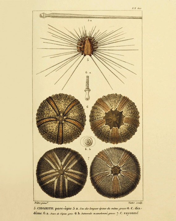 Sea urchin vintage art nautical art Ocean art Sea beach art Antique wall decor 1800s nature print natural history art Home decor art 8x10