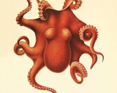 Octopus Vintage prints old prints Nautical art print Ocean Decor Natural History Victorian art antique prints nature print 8x10 art print