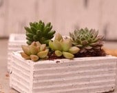 White Wooden Planter Box - Succulent Pot - Kitchen Herb Container
