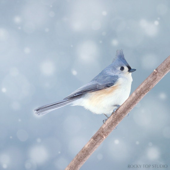 Winter Bird Photography, Bird Print, Woodland Animal Art, Nursery Decor, Nursery Art Print, Bird Photo "Tufted Titmouse in Snow No. 3"