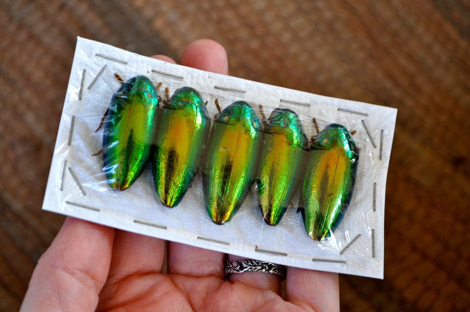 OVERSTOCK: Real Green Jewel Beetles, 5 pack  Sternocera aequisignata from Thailand