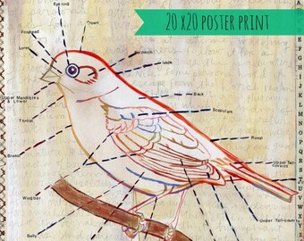 POSTER PRINT- parts of a typical bird
