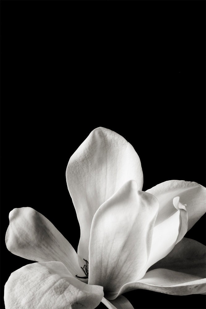 Botanical Black and White No. 88227