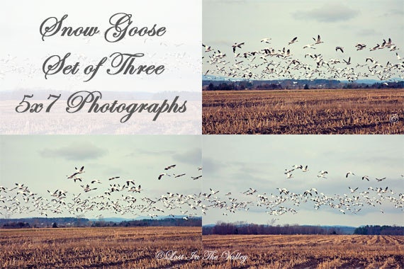 Snow Goose Set of 3 Photos, Bird Photographs, Nature Photography, 5x7 Fine Art Photos, Landscape Photographs, Blue, Brown, Vermont, Rustic