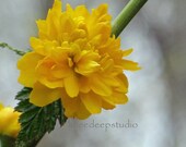 Botanical Flower photograph macro lens yellow kerria 8x10 fine art print springtime wall decor