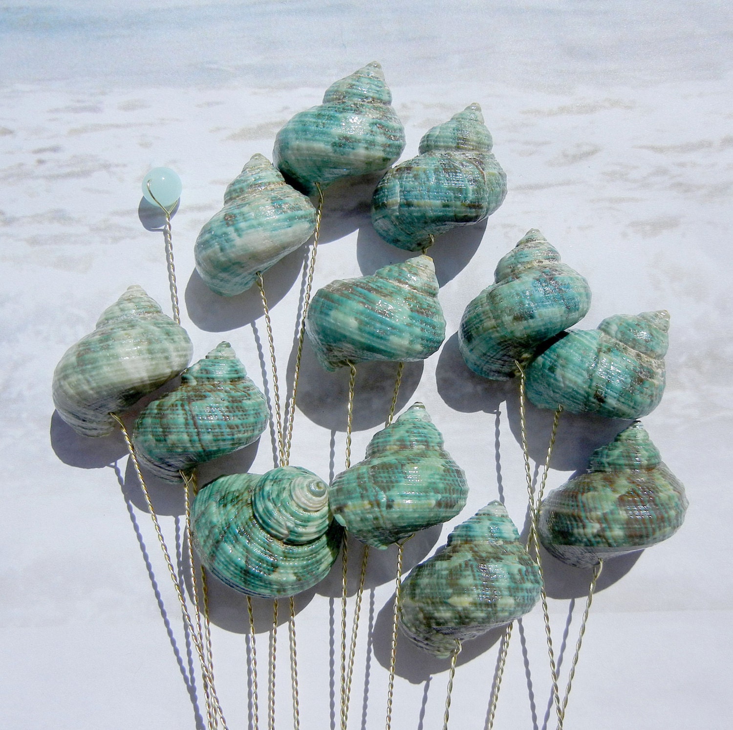 Seashell Stems - 12 Naturally Colorful Jade Turbo Seashells for Bouquets or Centerpieces