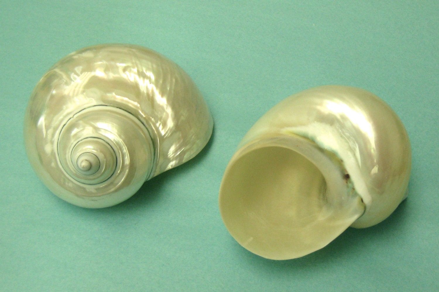 Beach Decor - Large Pearl Turbo Shell 3.5 in.