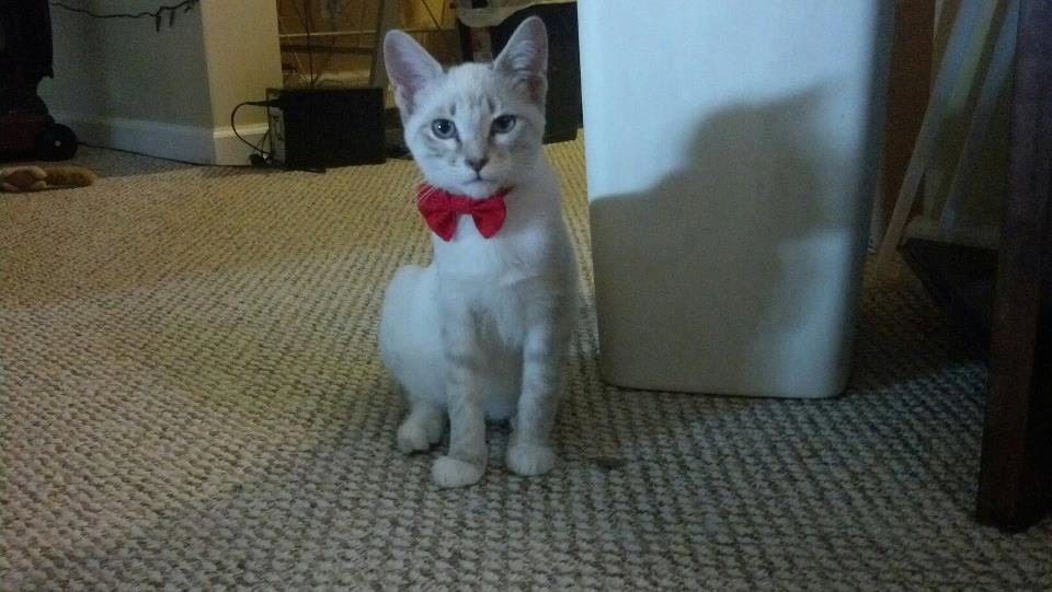 Kitten Bow Tie Collar for Valentines Day