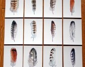 Raptor Feather Collection - Archival Quality Prints - Donation to Raptor Centre