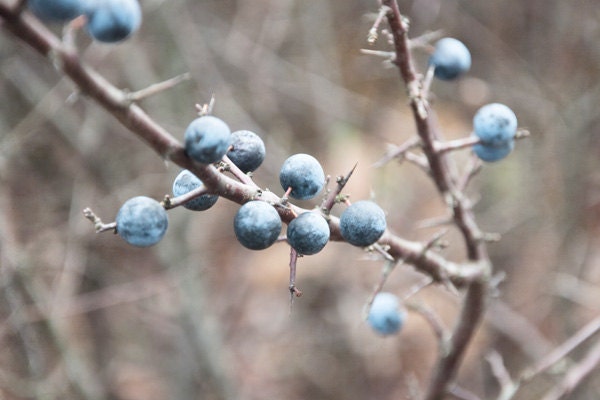 blackthorn berries photography, 8x10 nature photography print, winter blue berries, nature wall decor, blue, taupe, beige