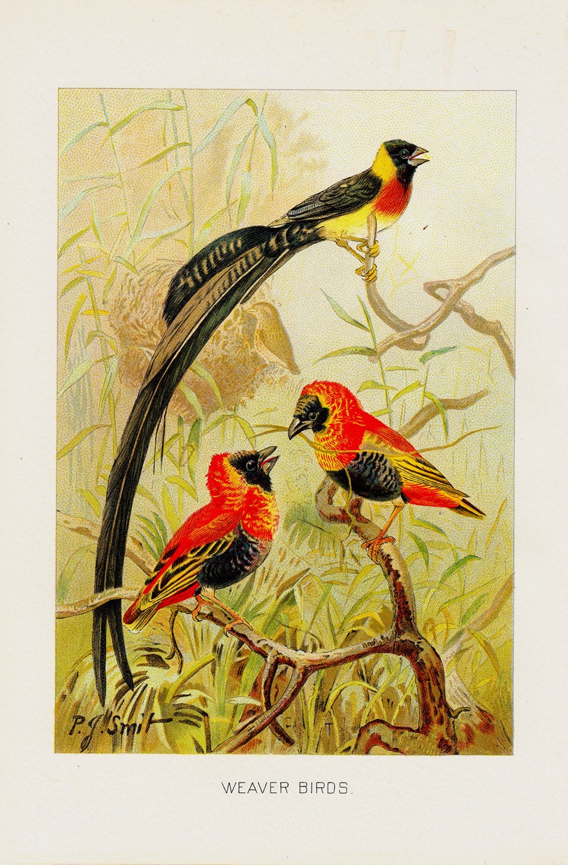 1901 Antique WEABER BIRDS  fine engraving, original antique gorgeous print