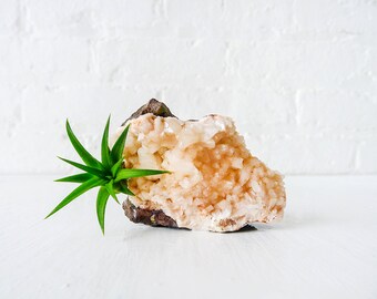 Air Plant Crystal Garden -  Pink Stillbite India Mineral Cluster with Air Plant