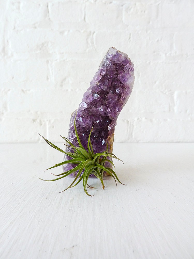 Air Plant Crystal Garden - Amethyst Geode Crystal Island LIVE Gift Planter