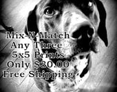 Mix-N-Match Photography Sale  Any Three 5x5 Art Prints  Free Shipping