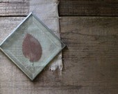 v i n t a g e  pressed leaf under glass