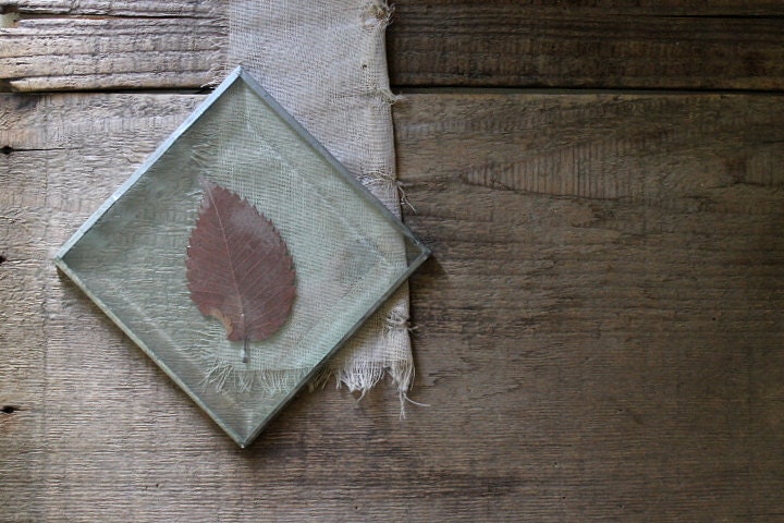 v i n t a g e  pressed leaf under glass