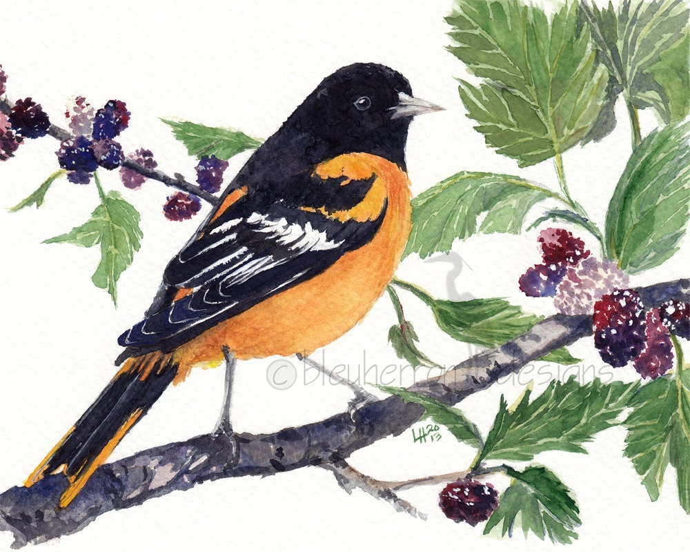 watercolor bird- Oriole in Mullberry Tree- 8x10 print