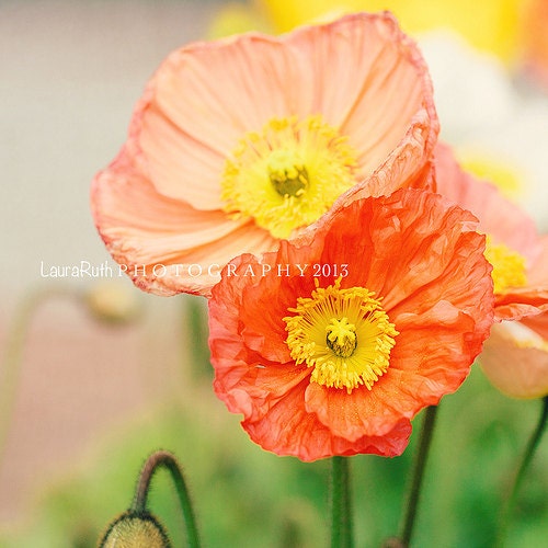 Poppies Photograph - Flower Garden Photography  - Mother's Day - Baby Nursery - Home Decor - Fine Art 8x8 - "Lean On Me"