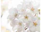 White Cherry Blossoms - springtime flower photography -  sakura, shiroi, dreamy floral print - 8x8 Original Fine Art Photograph