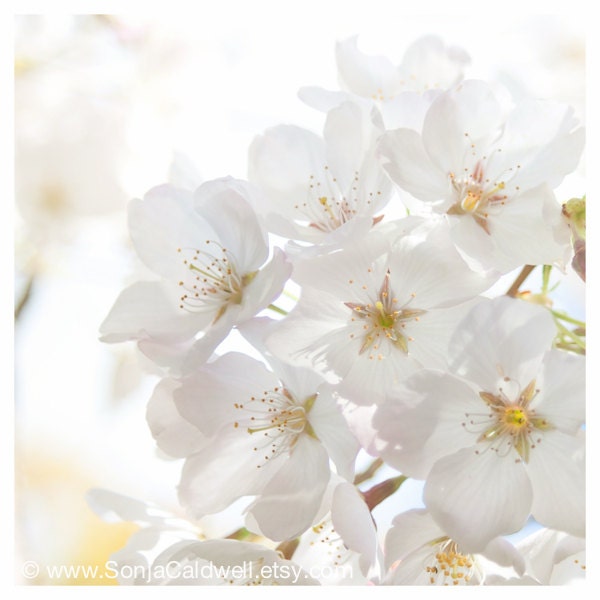 White Cherry Blossoms - springtime flower photography - sakura, shiroi, dreamy floral print - 8x8 Original Fine Art Photograph