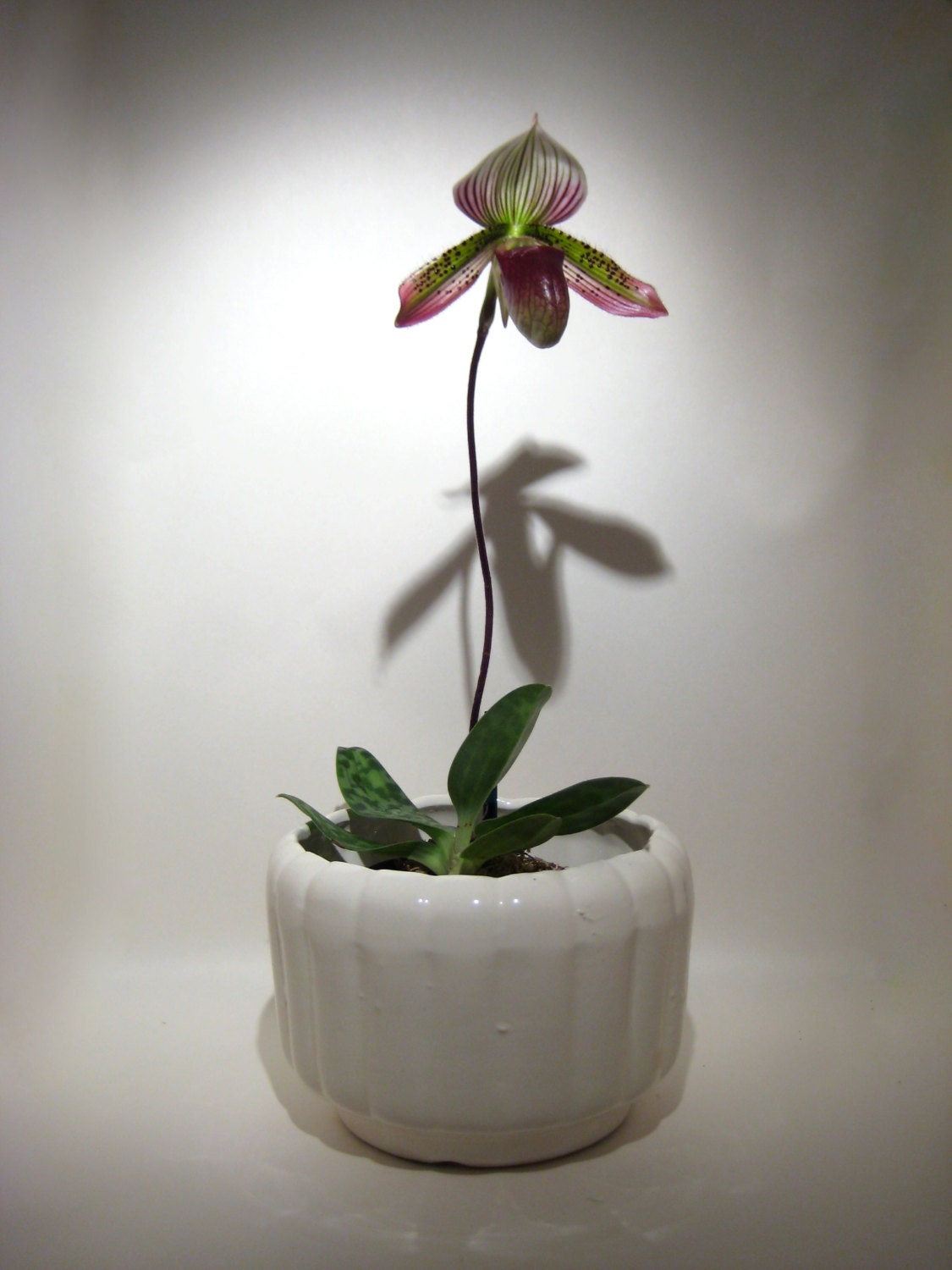 California Pottery Planter