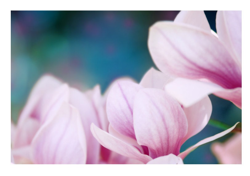 nature photography, flower, still life,magnolia, minimalist, pink, magenta, zen, dreamy, nursery,  kids, wall art, girls room 11x14