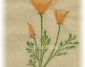 Poppies watercolor print 5x7