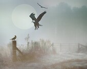 Bird of Prey EAGLE against blue full moon - birds in flight fence - blue cream a nature surreal fine art photograph 5x7