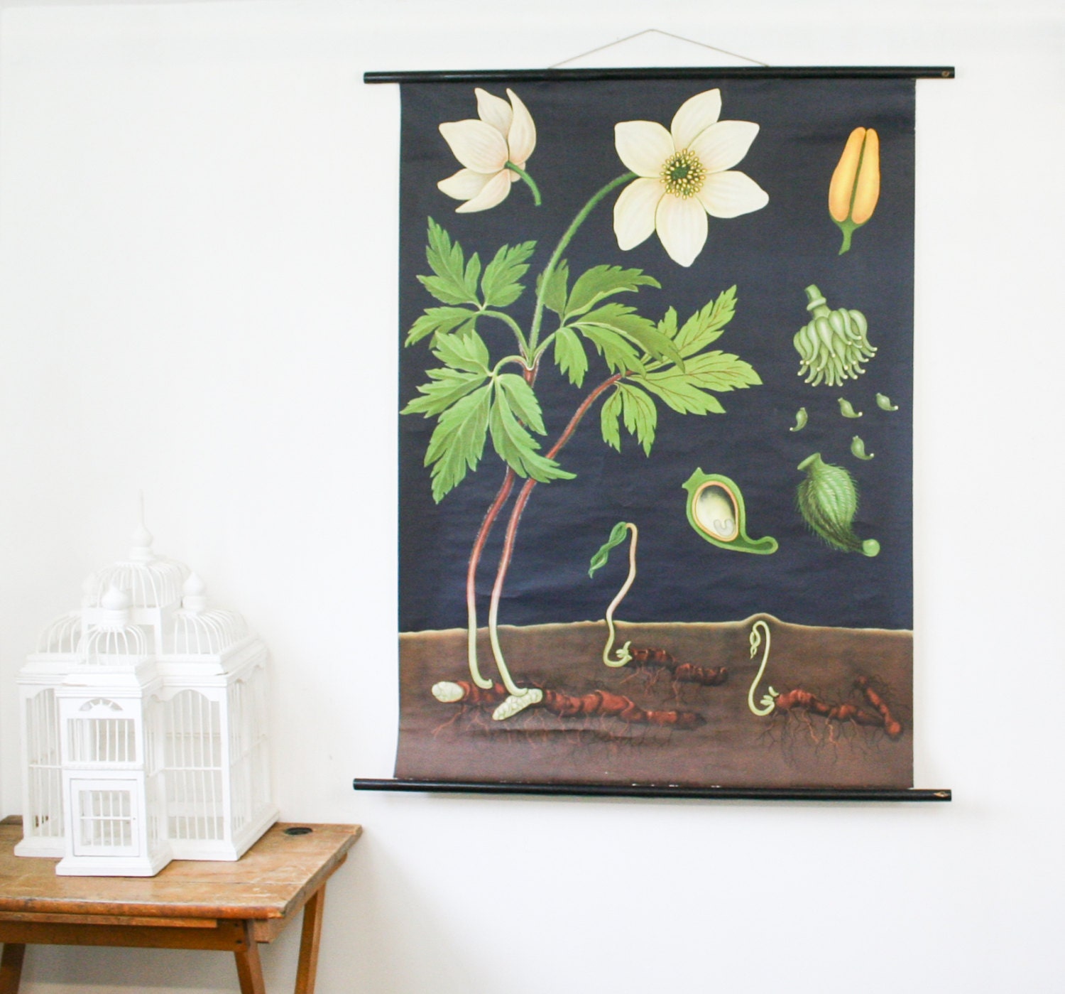 Vintage Botanical Wall Hanging, Anemone, School Chart