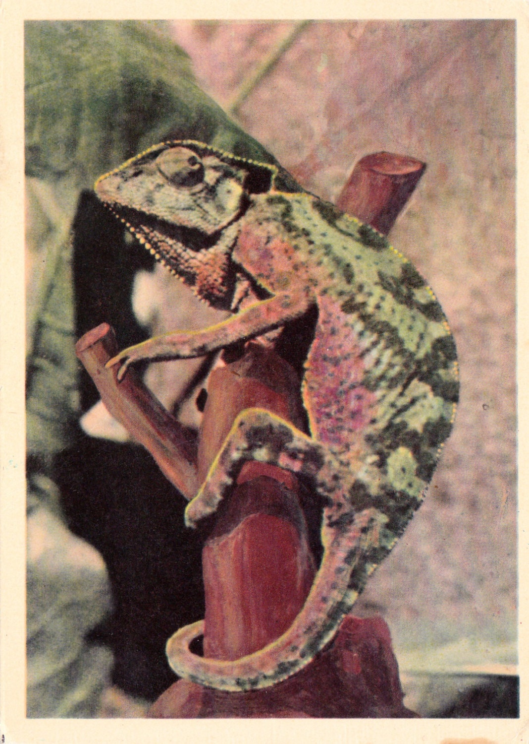 Vintage Leningrad Zoo Series "Chameleon" Photo Postcard - 1963. Soviet Artist