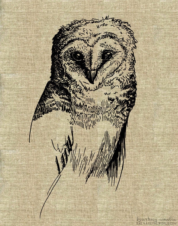 Downloadable Art, Snow Owl, sketch