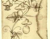 Botanical Print Passion Flower Passiflora Maranhao Frei Cristovao
