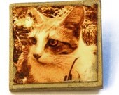 Brown  Cat Brooch. Photo Art in sepia tones