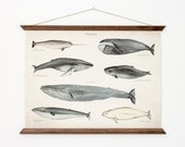 Whales A3 Canvas poster - vintage educational chart illustration - home decor - WHAP3007