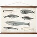 Whales A3 Canvas poster - vintage educational chart illustration - home decor - WHAP3007