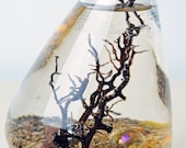 Marimo Terrarium - Japanese Moss Ball aquarium - in rolling vase - with brown sand - gold marbles - and sea fan
