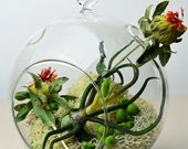 Hanging glass orb terrarium with air plant - Tillandsia Bulbosa - dried Safflower  and dried Canella Berries - natural reindeer moss