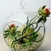 Hanging glass orb terrarium with air plant - Tillandsia Bulbosa - dried Safflower and dried Canella Berries - natural reindeer moss