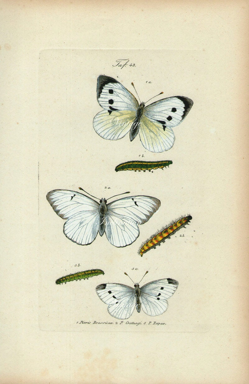 1856 FRENCH BUTTERFLY Print, Vintage Antique Engraving Plate print, hand painted butterflies plate XII butterflies nature art illustrations