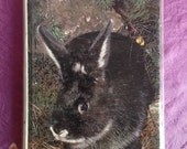 Vintage Book : Rabbits edited by Paul Paradise