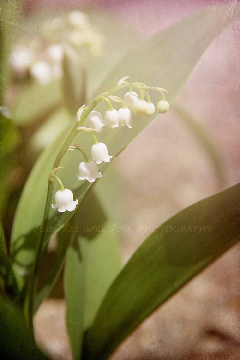 Lily of the Valley 8x12 Fine Art Photography Shabby Chic White Pink Purple Green Flower Spring Cottage Home Decor Wall Art
