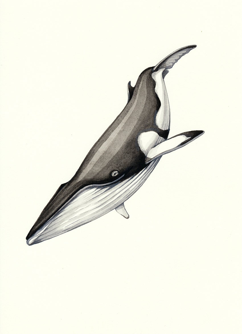Humpback Whale - original watercolour wildlife study