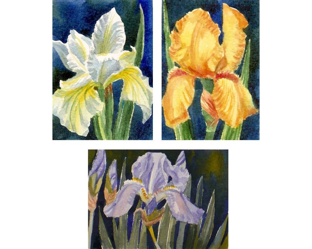 Iris Flowers Set of Three Original Watercolor Paintings Matted ACEO Janet Zeh
