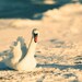 Elegant swan on frozen sea shore in Tallinn, Estonia, large white bird, art photo print, 8in x 12in