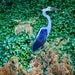 Great Blue Heron Sculpture